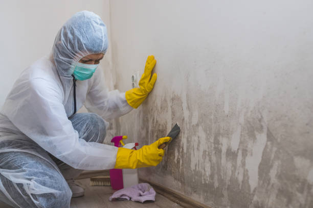 Best Bathroom Mold Remediation in Pennside, PA